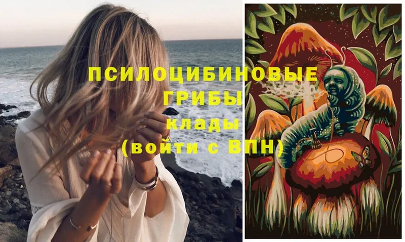 Галлюциногенные грибы Psilocybe  цены   Череповец 